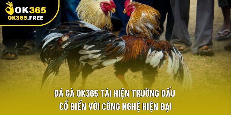 Đá gà OK365 tái hiện trường đấu cổ điển với công nghệ hiện đại Đá gà OK365 tái hiện trường đấu cổ điển với công nghệ hiện đại
