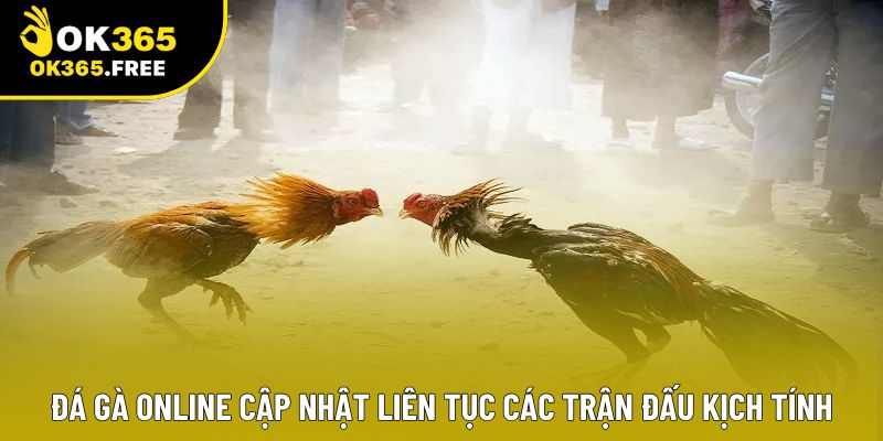 Đá gà online cập nhật liên tục các trận đấu kịch tính