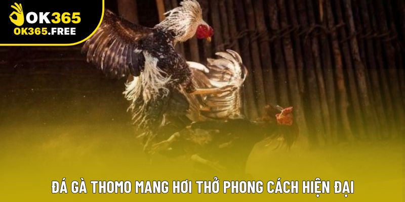 Đá Gà Thomo mang hơi thở phong cách hiện đại Đá Gà Thomo mang hơi thở phong cách hiện đại