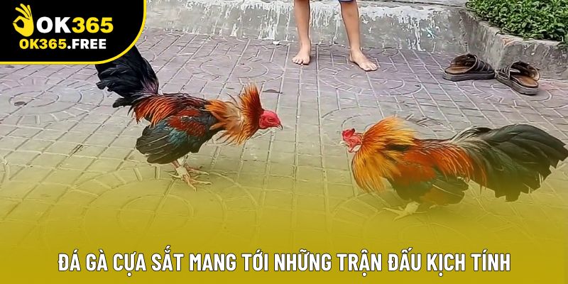 Đá gà cựa sắt mang tới những trận đấu kịch tính
